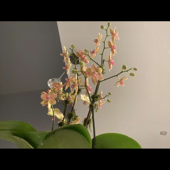 sarahnunez113